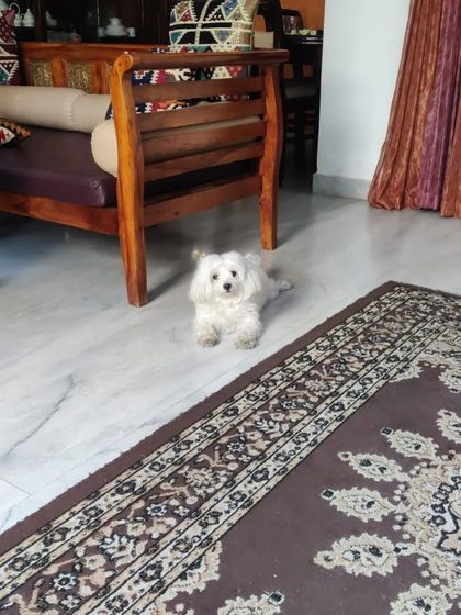 Furever Safe - Pet Boarding & Day Care Additional Guest Diaries photo 60