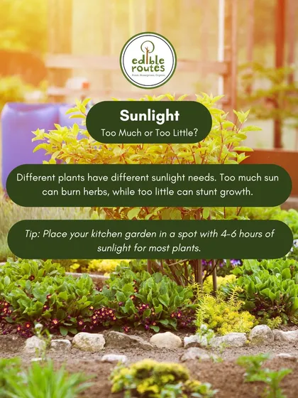 Different plants have different sunlight needs. I help clients place their gardens in spots that receive the optimal 4-6 hours of sunlight for most vegetable plants.
