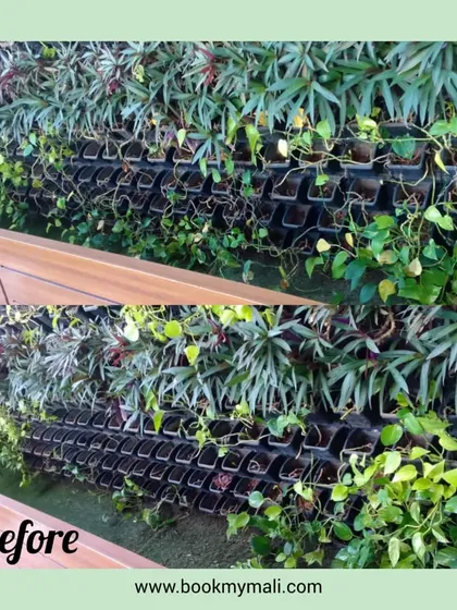 This "before" image shows a vertical garden that needed some care. Over time, gaps can appear, which is why my maintenance service is crucial for keeping these living installations looking their best.
