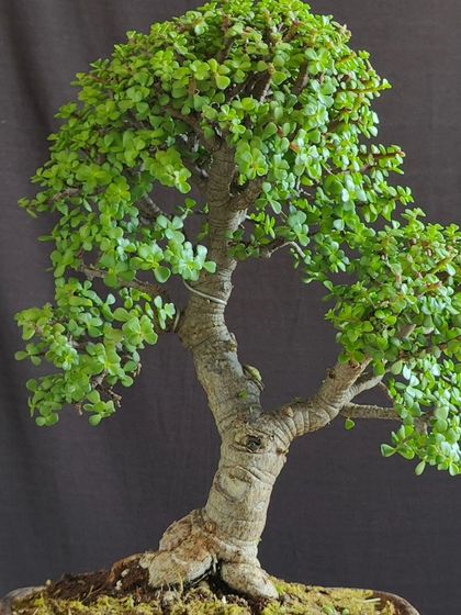A close-up of a Jade bonsai trunk, showing its mature texture and form. This tree is a beautiful example of the 'money tree' in its bonsai form.