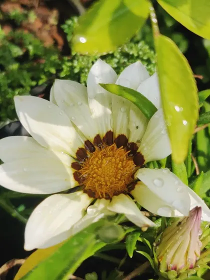 A white Gazania with a dark, patterned center, showing the beautiful variations in this species.