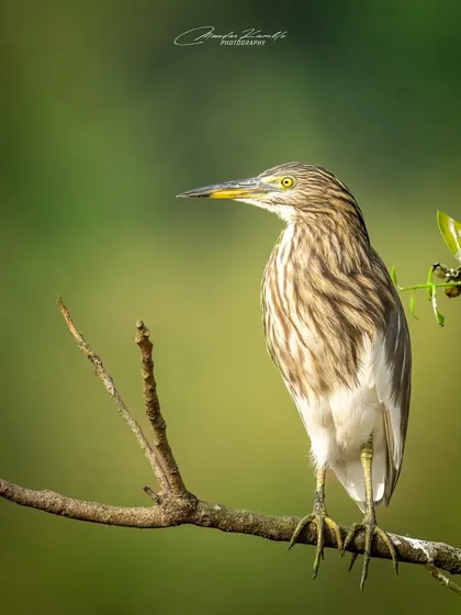 An Indian Pond Heron in its non-breeding plumage. Its streaked feathers provide excellent camouflage, but here it is captured in a clear, well-lit portrait.