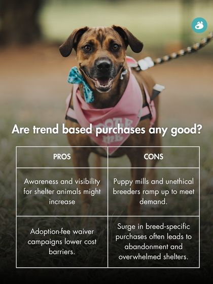 The Pack - Online Pet Parent Community A Voice for Every Dog photo 25