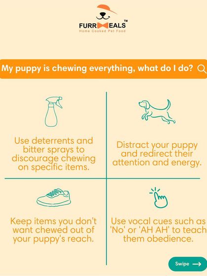 Is your puppy chewing everything? This is a complete guide to puppy teething. Learn the timeline, the signs of discomfort, and how you can help soothe their gums and save your furniture.