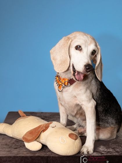 Seenu the beagle posing with his lookalike stuffed toy. The bright blue background makes this a fun and cheerful studio portrait.
