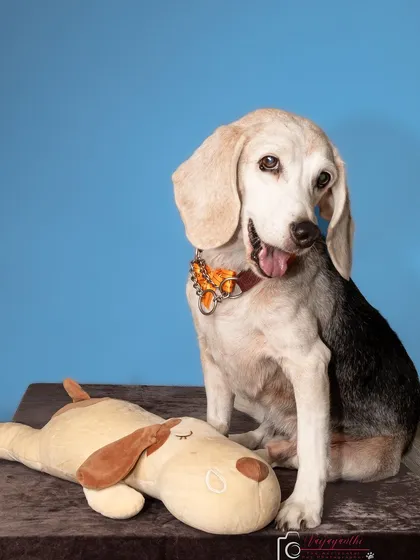 Seenu the beagle posing with his lookalike stuffed toy. The bright blue background makes this a fun and cheerful studio portrait.
