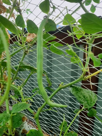 Long beans climbing up the support net. Vining vegetables do exceptionally well in my vertical setups, making full use of the upward space.