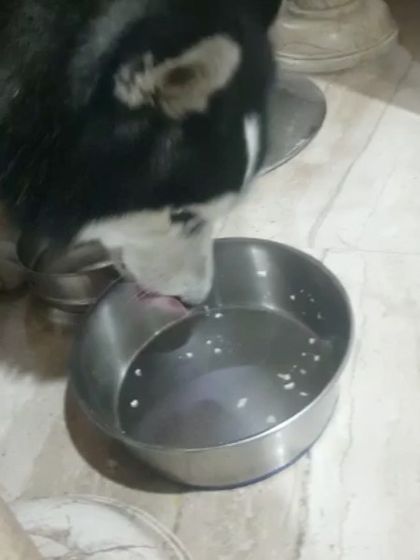 Bowl and Pet - Freshly Cooked Pet Meals The Clean Bowl Club photo 7