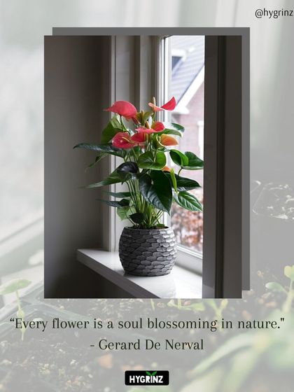 Hygrinz - Plant Sales & Gardening Supplies Indoor Plants for Every Space photo 13