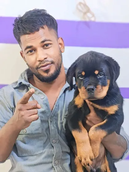 A top quality Rottweiler male pup. I make sure my Rot pups have the strong and confident look the breed is known for.