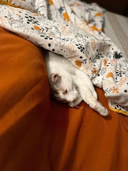 Lily found the perfect hiding spot under the covers for a cozy nap.