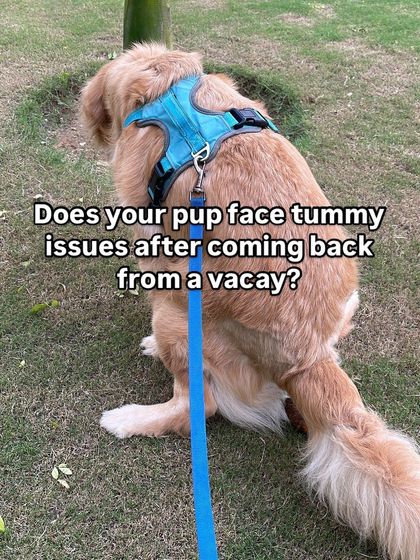 It's common for pups to have tummy issues after a vacation due to excitement and a new environment. We recommend a gradual return to their routine and a vet visit if issues persist.
