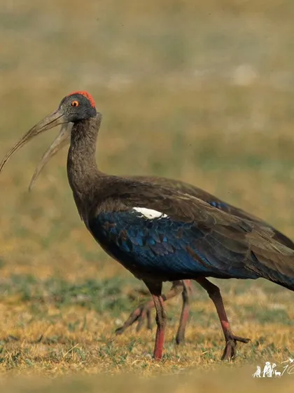 This is not a mythical two-beaked creature, but two Red-naped Ibises walking in perfect sync, creating a fun optical illusion.