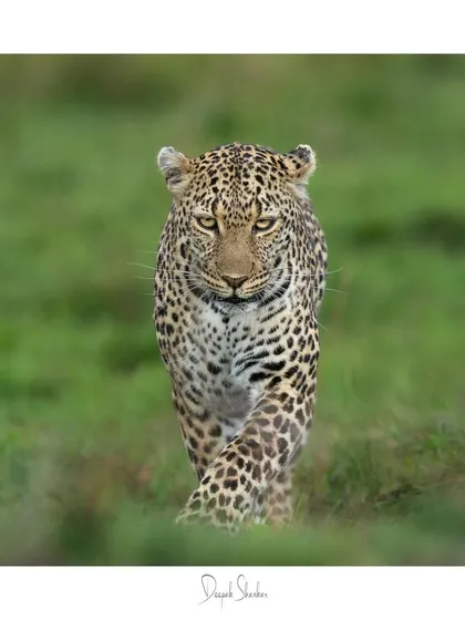 These images further explore the lives of Africa's big cats, from quiet portraits and family interactions to the drama of the hunt. Each one is a piece of the larger narrative we build on safari.