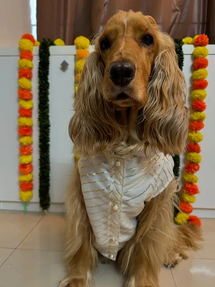 Navratri Day 2: White. Posto in his elegant white kurta, symbolizing purity and serenity, as we celebrate Maa Brahmacharini.