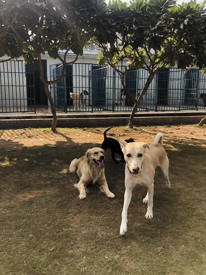 A group of dogs relaxing and exploring near the kennel area during a break from high-energy play.