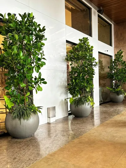 Potted plants don't have to be boring. For this banquet hall in Worli, we used large, lush arrangements overflowing with abundance to create decor pieces that also serve as happy pills for guests.