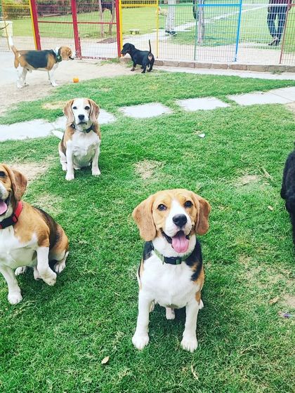 A group of well-behaved Beagles and a Poodle sitting for a group photo. It's a testament to the positive and structured environment we maintain.