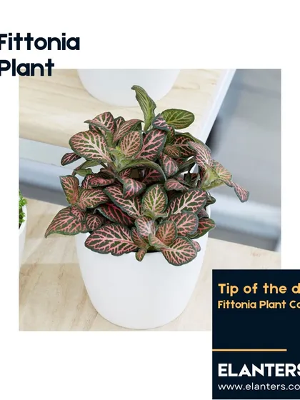 The Fittonia, or Nerve Plant, is known for its striking veined leaves. It can be a bit dramatic, but my care tips will help you keep it happy.