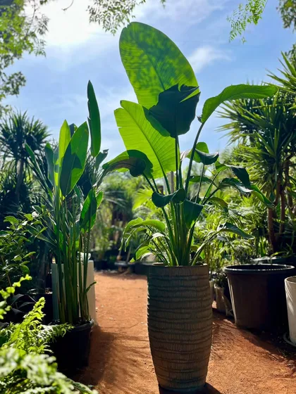 We're spreading some green cheer with our Holi sale! This shot from our nursery, featuring a beautiful Bird of Paradise, is an invitation to come and grab the best plants and pots in the city.