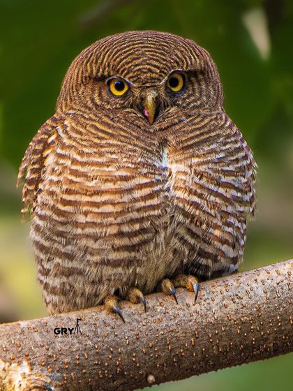 A Jungle Owlet stares intently from its perch. The fine barring on its feathers and its sharp talons are visible in this detailed close-up.