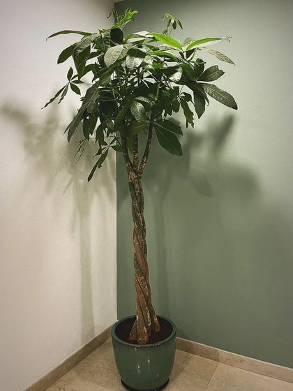 Indoor & Vertical Plant Styling photo 7