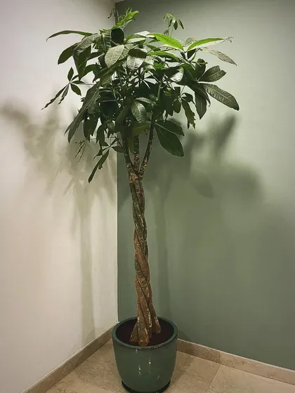 This braided Pachira, or Money Tree, is a popular choice for bringing good vibes indoors. We placed it in a corner where its unique trunk and lush leaves can be fully appreciated.