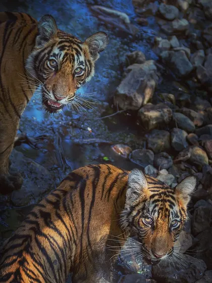 Two young cubs looking up from a water source. Their curious and slightly startled expressions make this a captivating and memorable image.