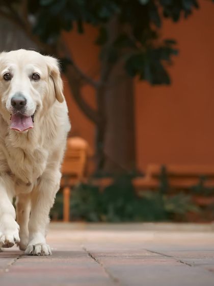 This Golden Retriever is on the move, walking confidently towards the camera in his home environment.