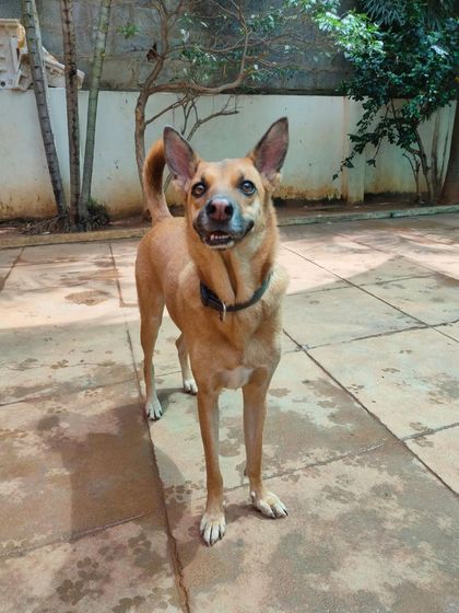 Stay - Dog Daycare Happy Faces of Stay photo 26