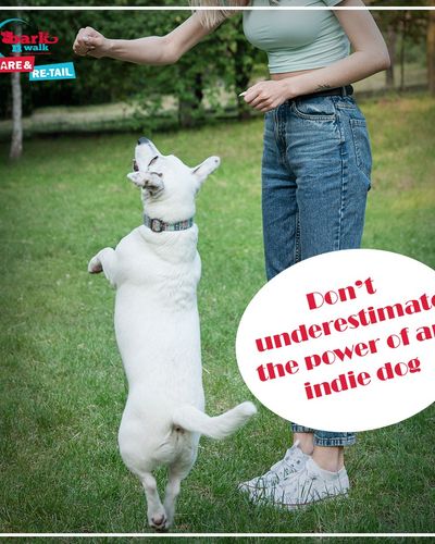 Dog Training
