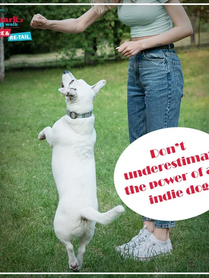 Never underestimate the power of an Indie dog. They are intelligent, resilient, and incredibly loyal. We are proud to train and advocate for our Indian street dogs, who make wonderful, loving companions.