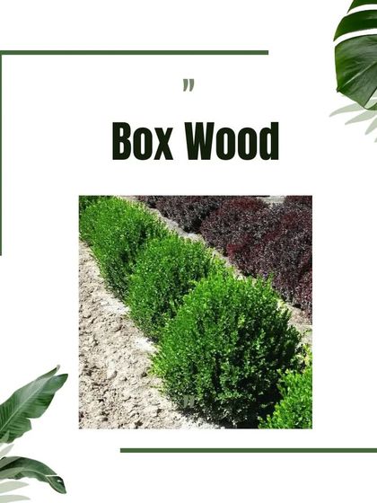 Design Details & Garden Care photo 22