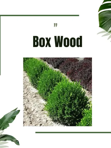 Boxwood is a classic choice for creating neat hedges and borders, as highlighted in this informational graphic.