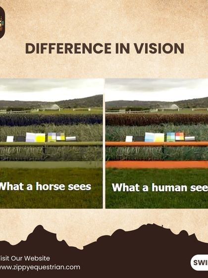 A side-by-side comparison of what a horse sees versus what a human sees when approaching a jump.