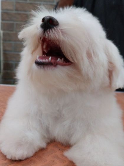A big, happy puppy smile from Teddy. This is the result we aim for with every grooming session: a happy, comfortable, and adorable pet.