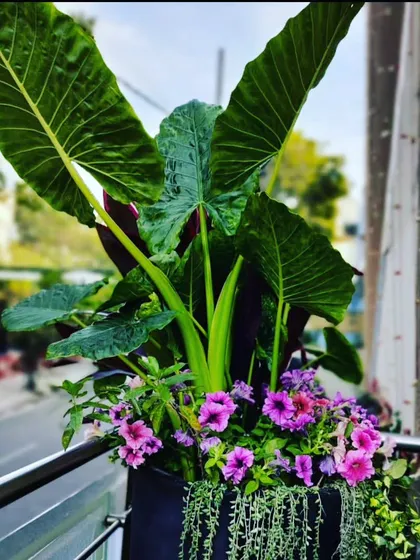 A close up of a single, densely packed balcony planter. This arrangement combines large-leaf Alocasia with trailing plants and purple petunias for a full, layered look in a compact space.