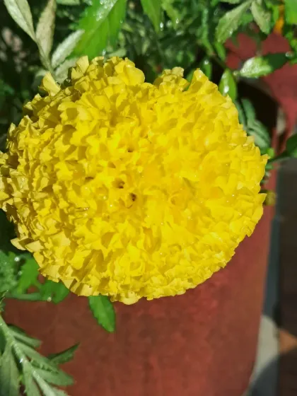 Bhardwaj - Urban Gardening Consultation A Riot of Colorful Flowers photo 109