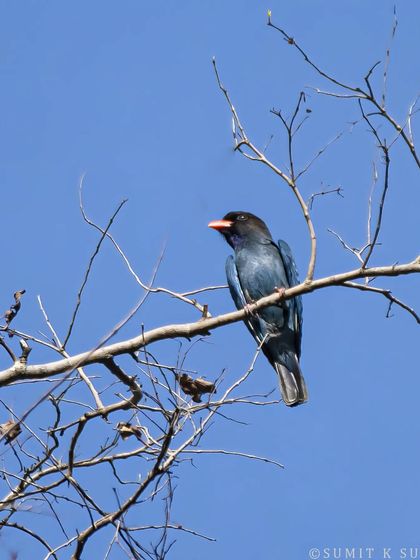 An Oriental Dollarbird, a member of the roller family. It gets its name from the coin-like white patches on its wings, visible in flight.