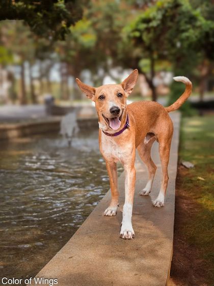 A happy, smiling shot of Jimmy Choo by the water, showing his joyful personality.