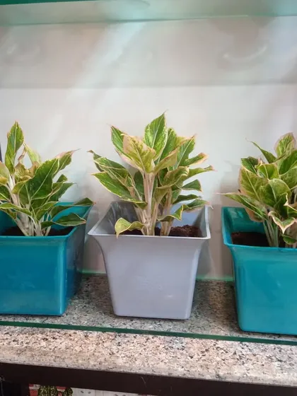 A trio of Pink Aglaonema plants in matching blue pots. This creates a cohesive and stylish look for any shelf or tabletop.