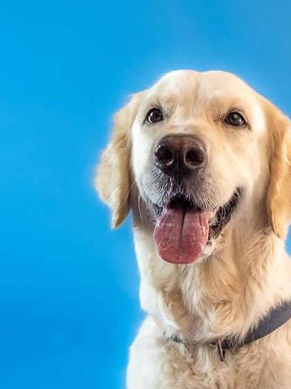 A beautiful studio portrait of Zoey, a 4-year-old golden retriever who was abandoned and is now looking for a new family through Freagles of India.