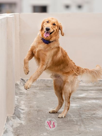 Asher the golden retriever in a playful, dancing pose. His goofy personality is on full display.