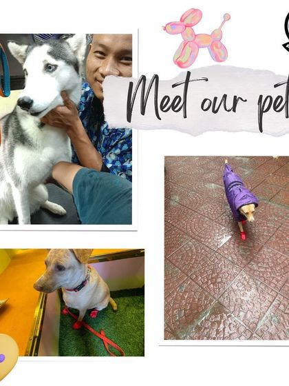 Pet Cartel - Mobile Pet Grooming Happy Tails: Customer Stories photo 8