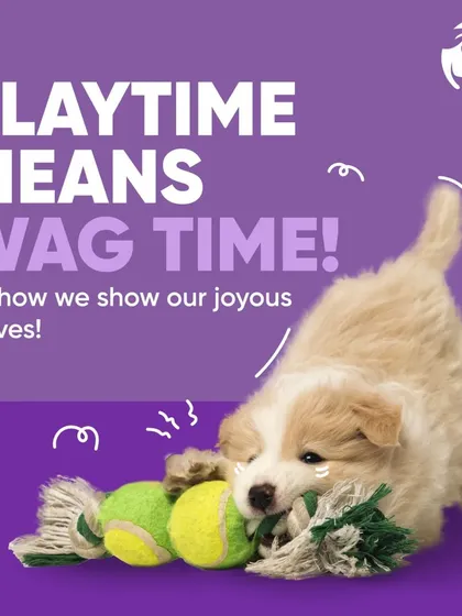 Nothing beats the joy of playtime. This little pup is having a blast with one of our durable rope toys and a classic tennis ball, perfect for keeping them active and happy.