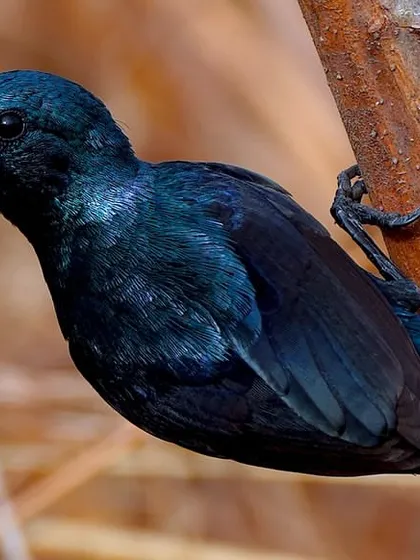 A slightly different angle of the male Purple Sunbird, showing how the light catches its metallic plumage. These tiny birds are like flying jewels.