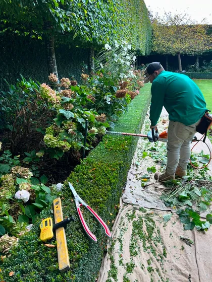 Our team at work, meticulously trimming a hedge to maintain its sharp, clean lines. We use professional tools and techniques to ensure every detail of your formal garden is perfect.