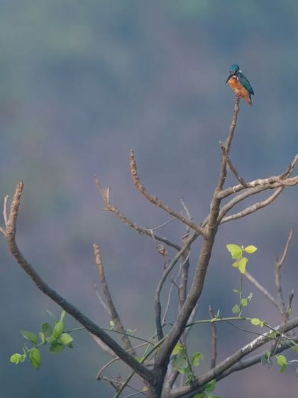 A minimalist shot of a Common Kingfisher on a bare branch. Sometimes, a simple composition is the most powerful way to showcase a bird's beauty.