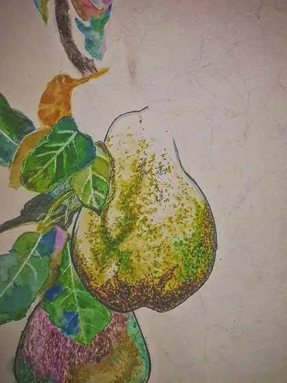 Different views of the finished pear watercolour sketch, showing the details and colours from various angles.