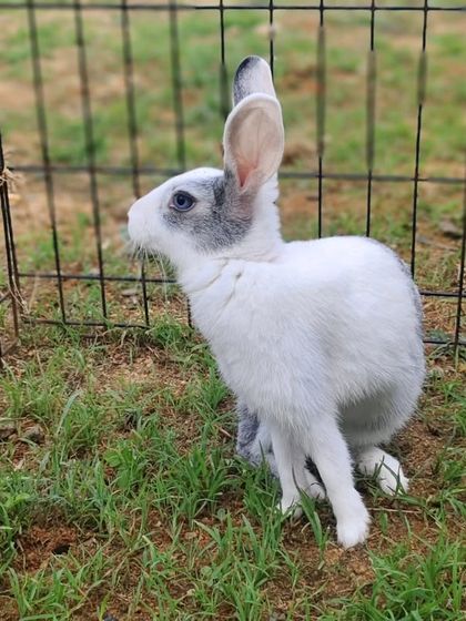 Potlu is very active and loves to hop around and explore.